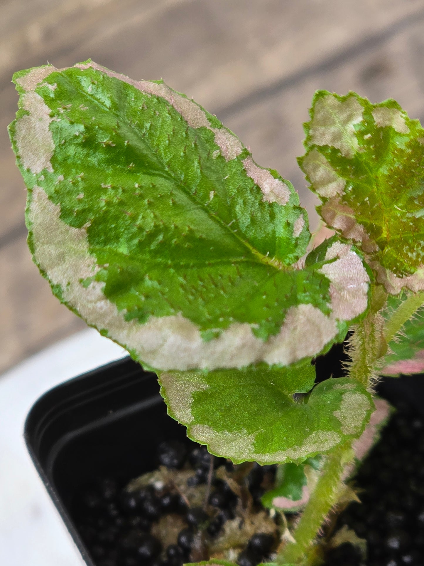 Begonia U012 Fulvovillosa