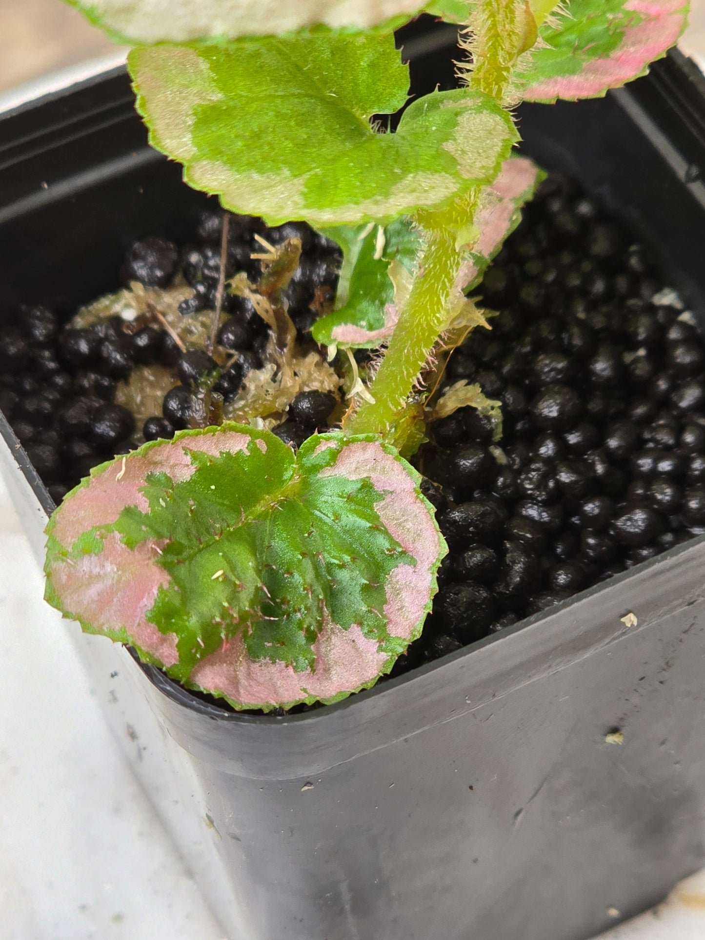 Begonia U012 Fulvovillosa