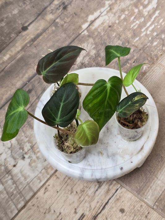 Philodendron Mican