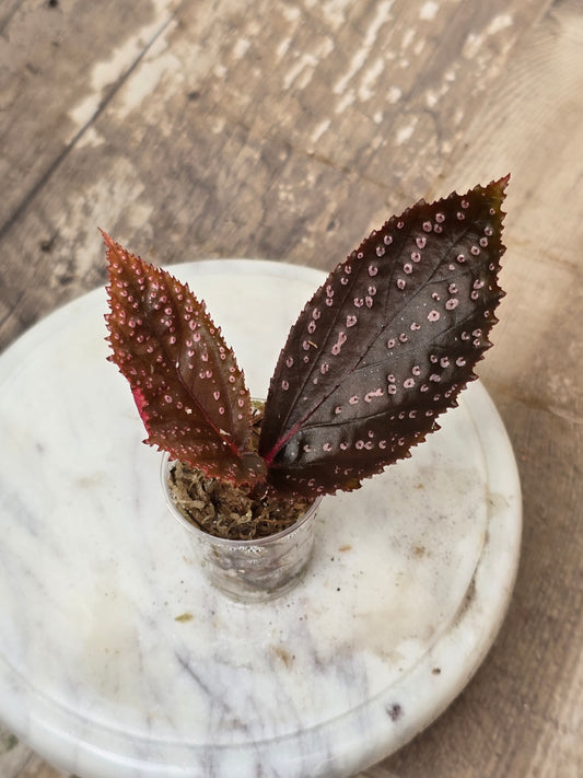 Begonia SP Hairy Spot