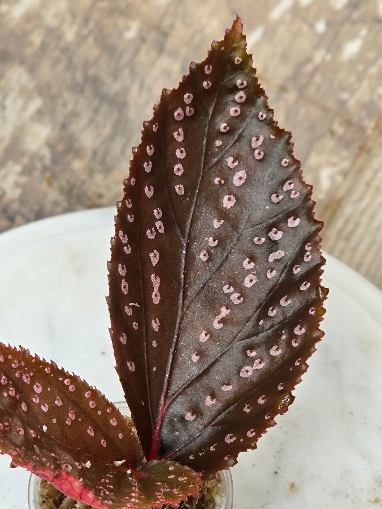 Begonia SP Hairy Spot