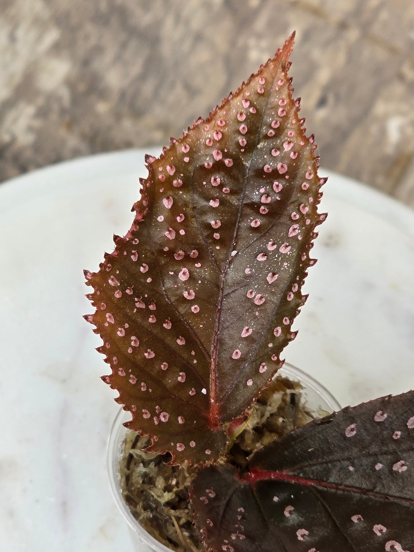 Begonia SP Hairy Spot