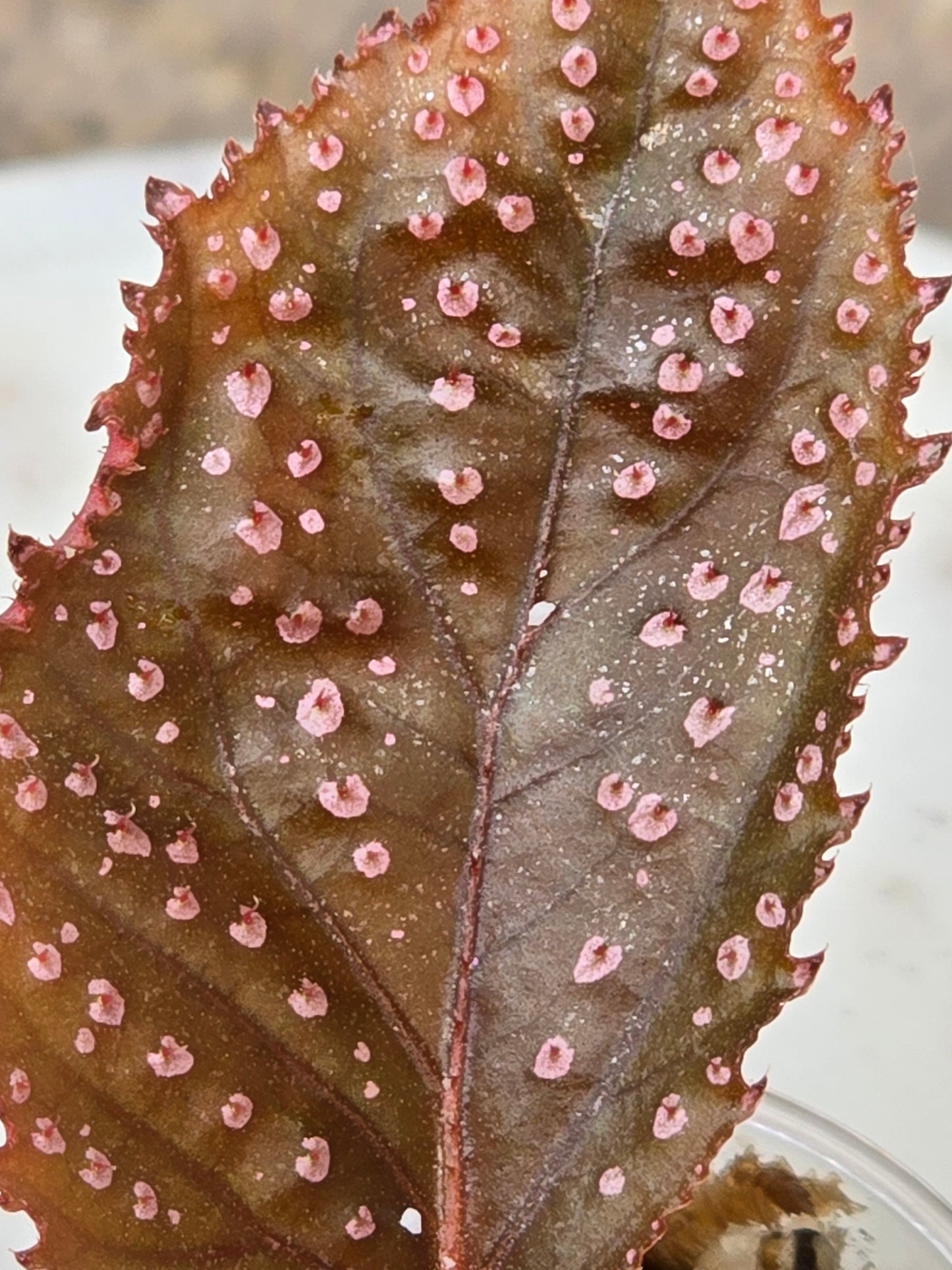 Begonia SP Hairy Spot