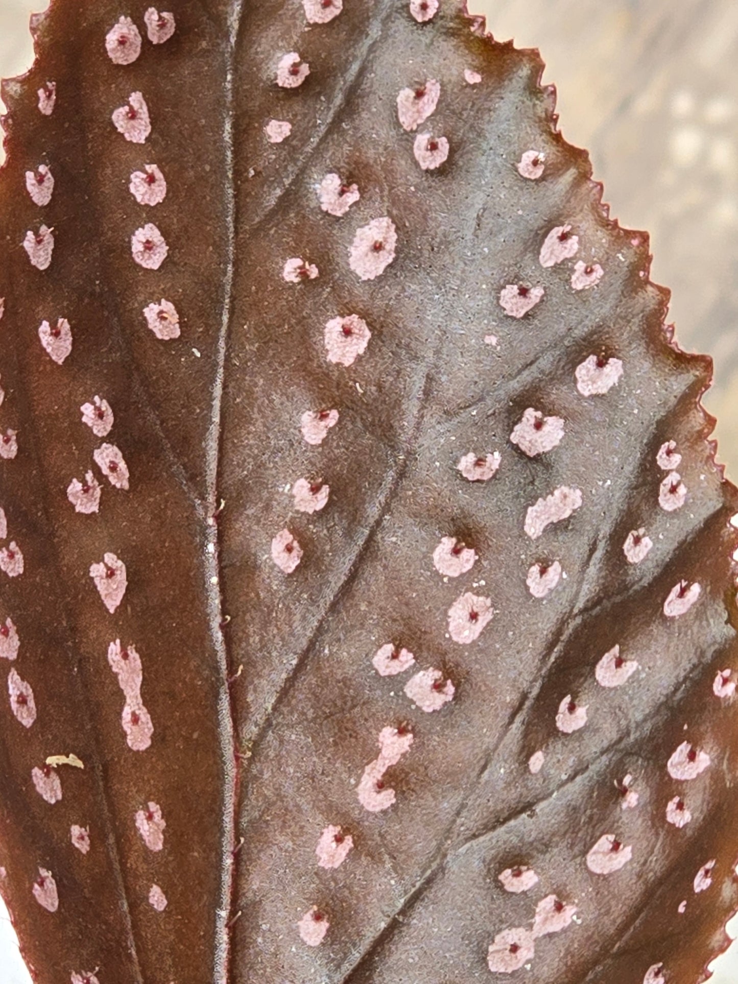 Begonia SP Hairy Spot
