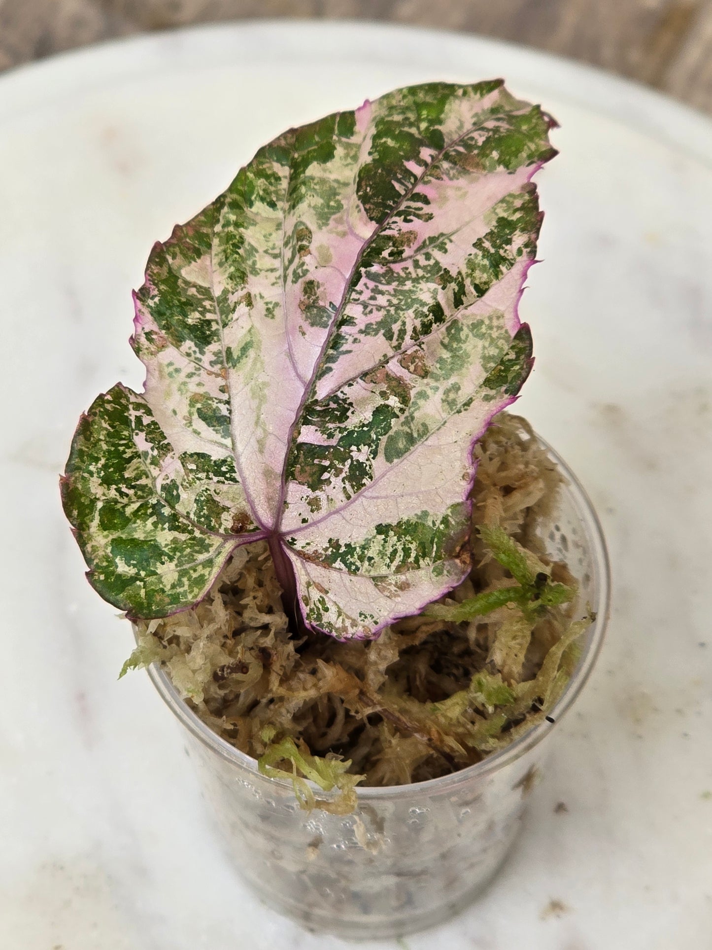 Cissus Discolor Variegated