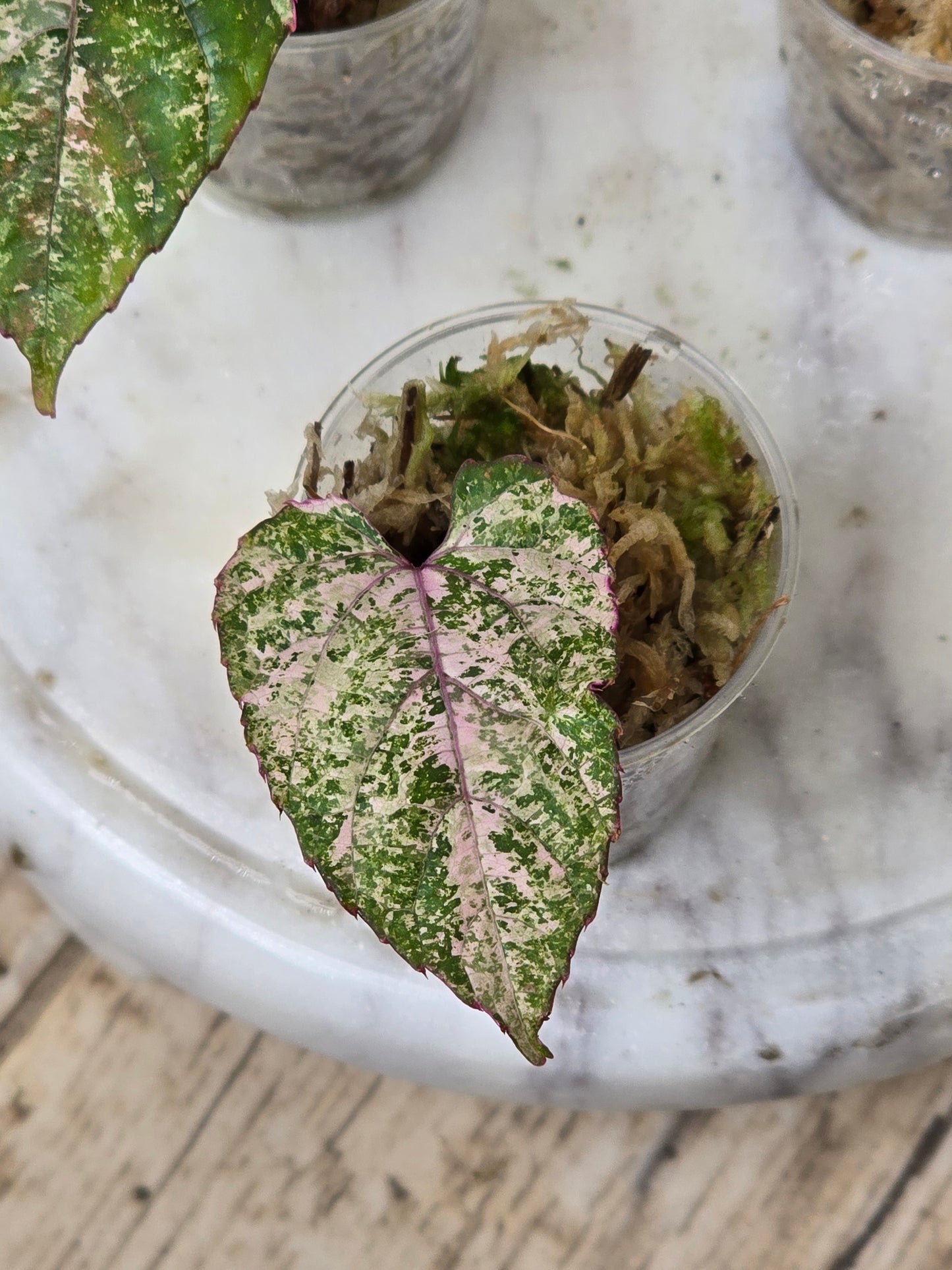 Cissus Discolor Variegated