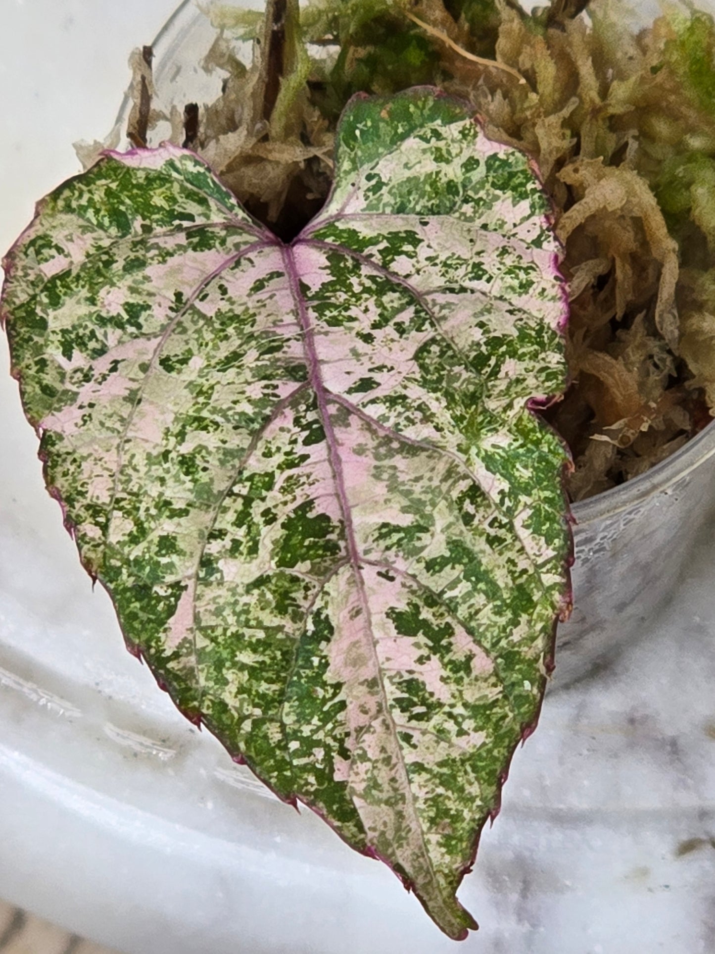 Cissus Discolor Variegated