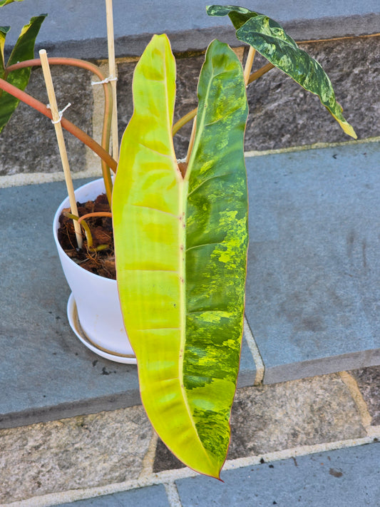 Philodendron Billietiae Variegated #587