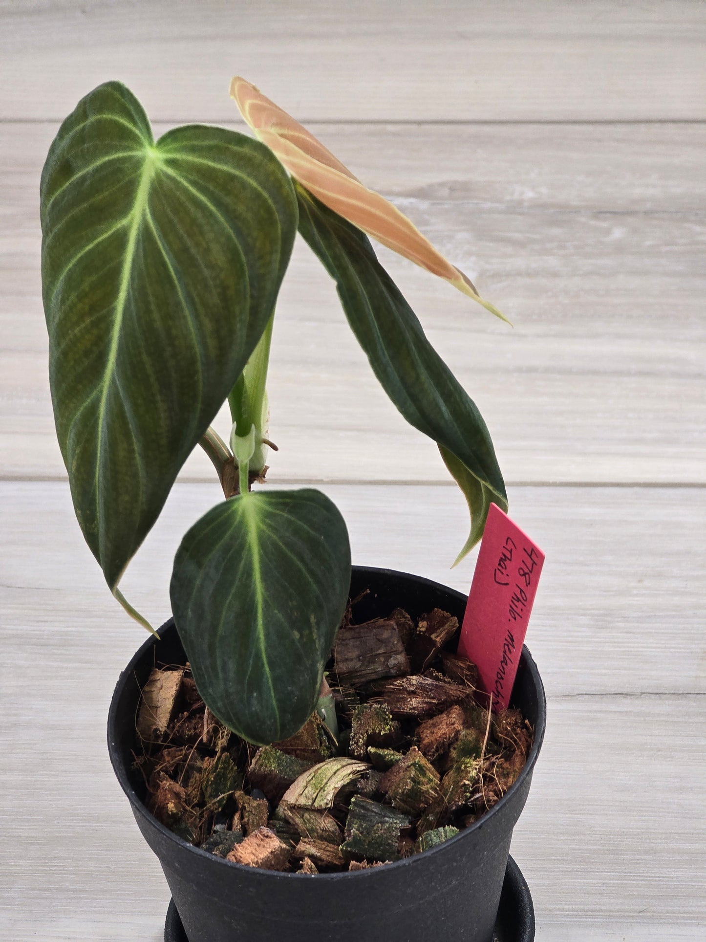Philodendron Melanochrysum Variegated #478