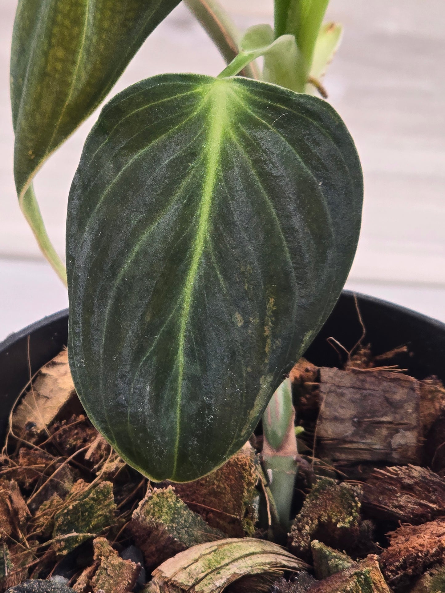 Philodendron Melanochrysum Variegated #478