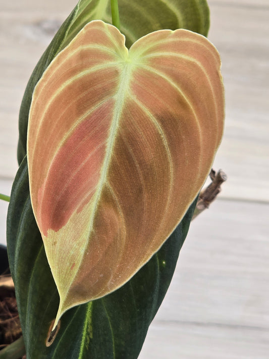 Philodendron Melanochrysum Variegated #478