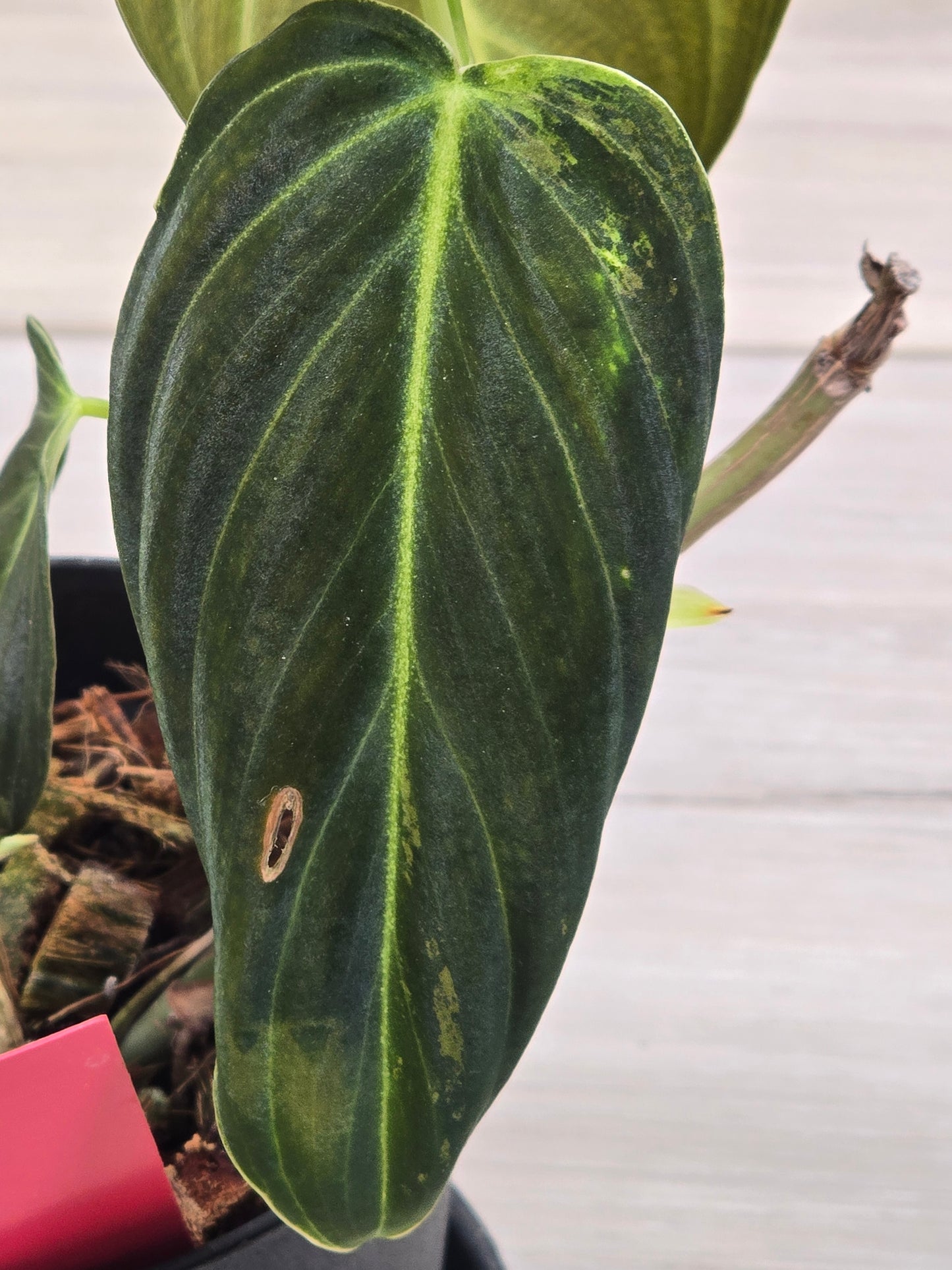 Philodendron Melanochrysum Variegated #478