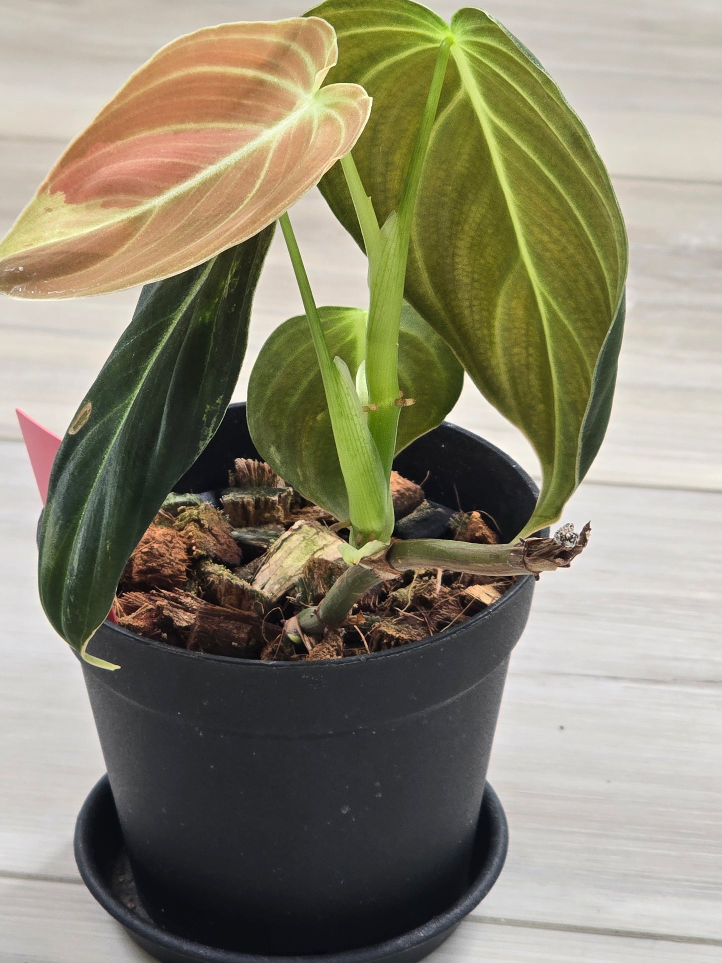 Philodendron Melanochrysum Variegated #478