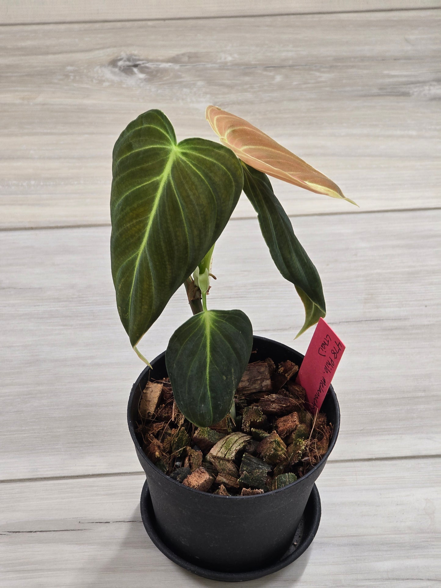 Philodendron Melanochrysum Variegated #478