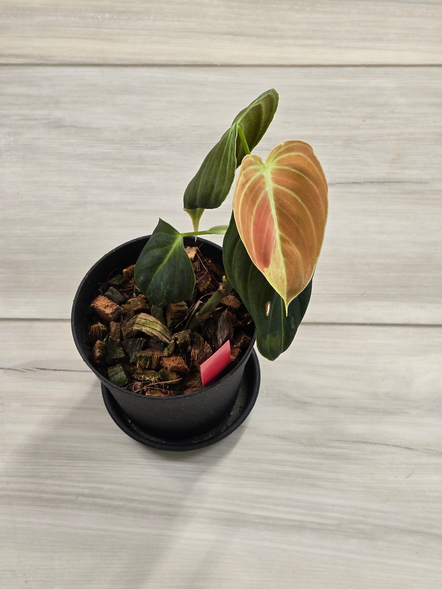 Philodendron Melanochrysum Variegated #478