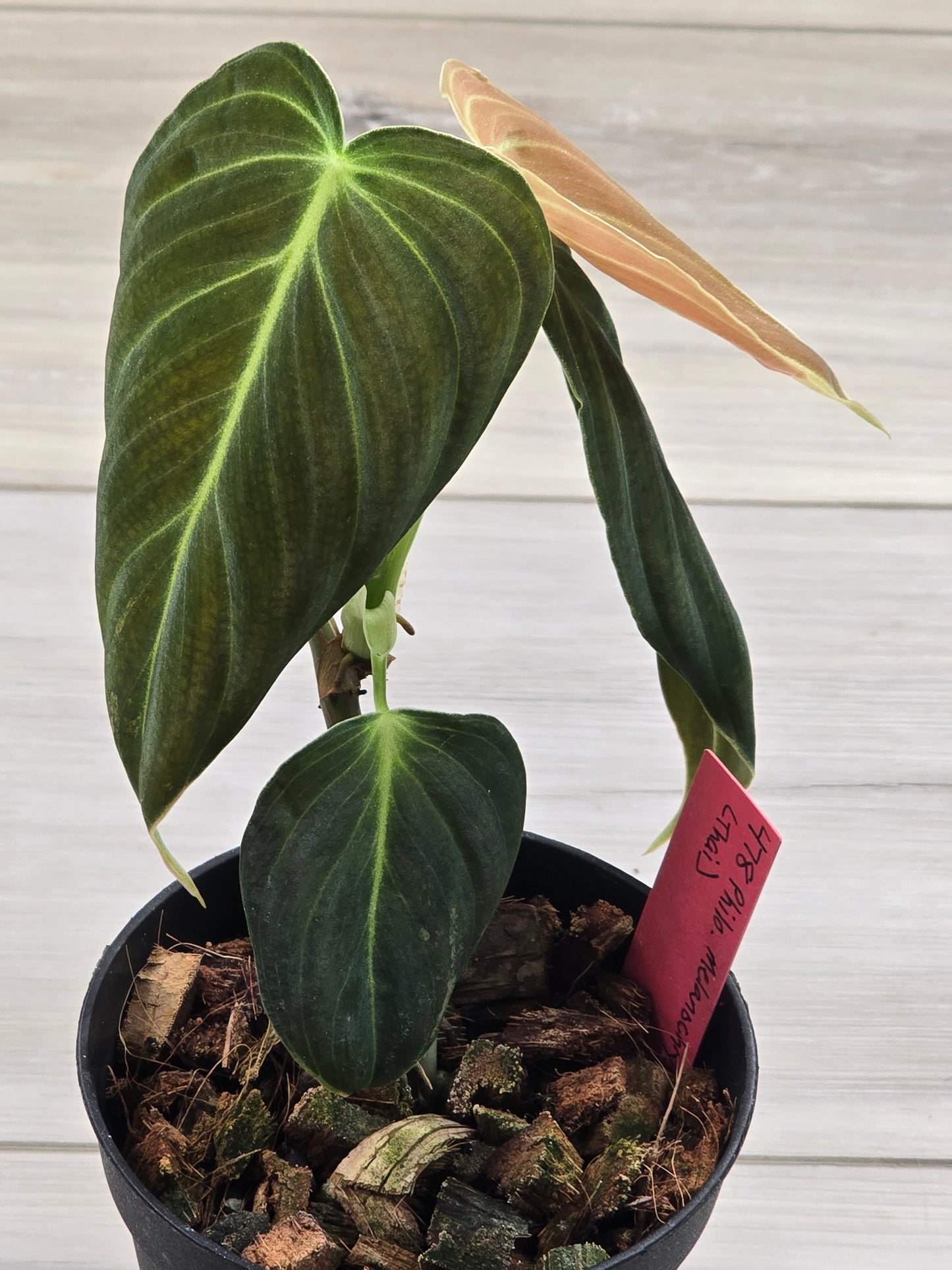 Philodendron Melanochrysum Variegated #478