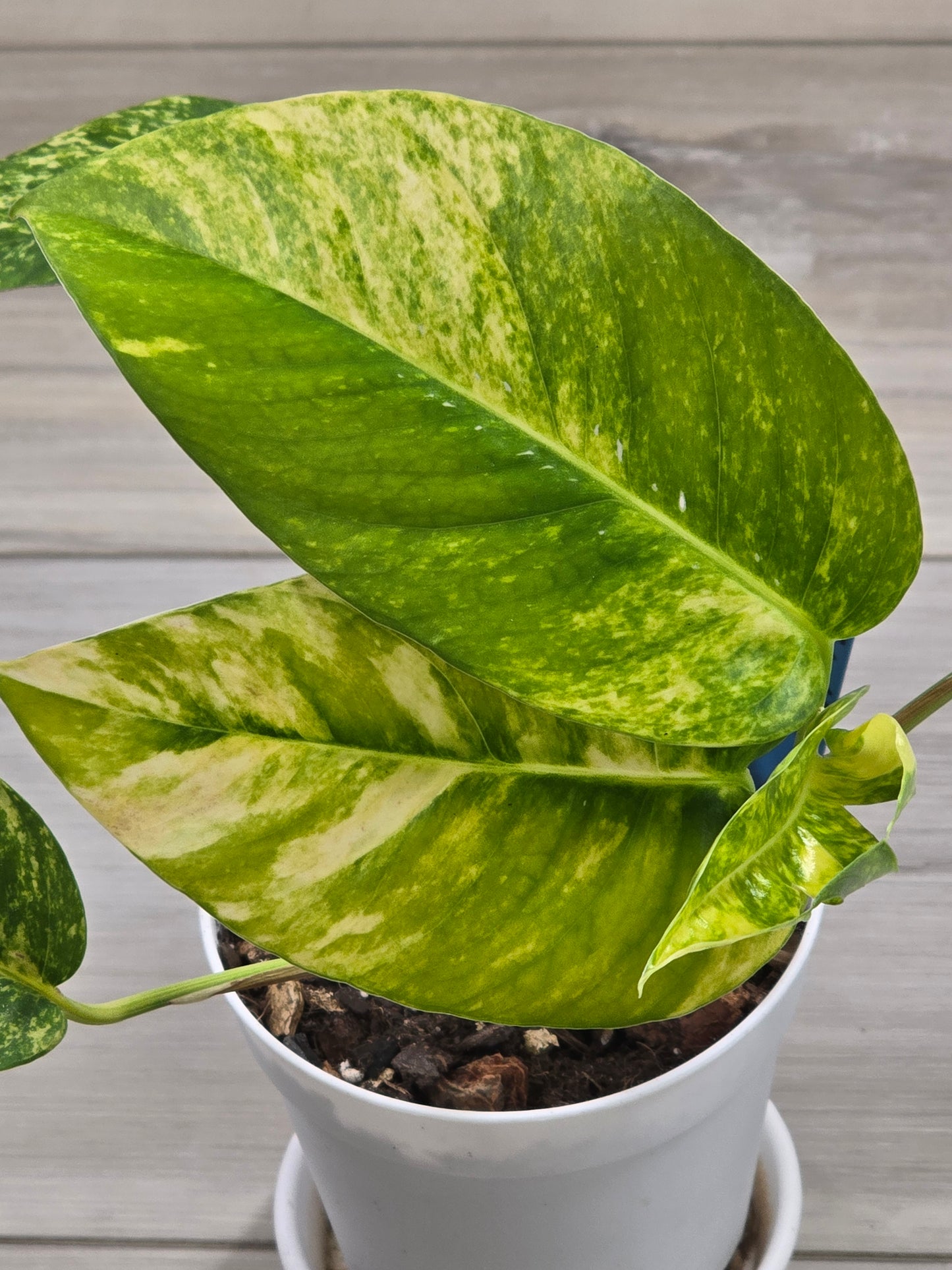 Epipremnum Pinnatum Yellow Flame #13