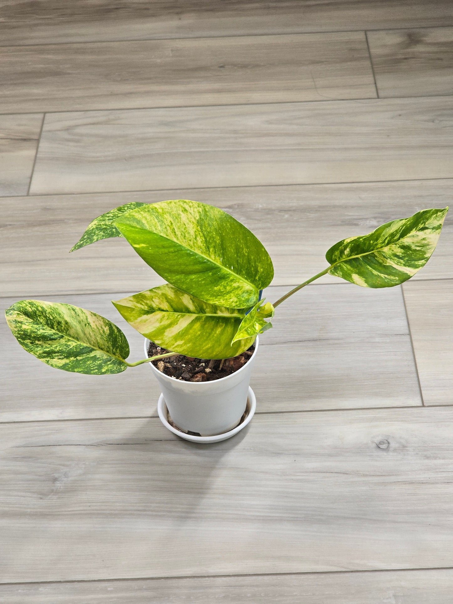 Epipremnum Pinnatum Yellow Flame #13