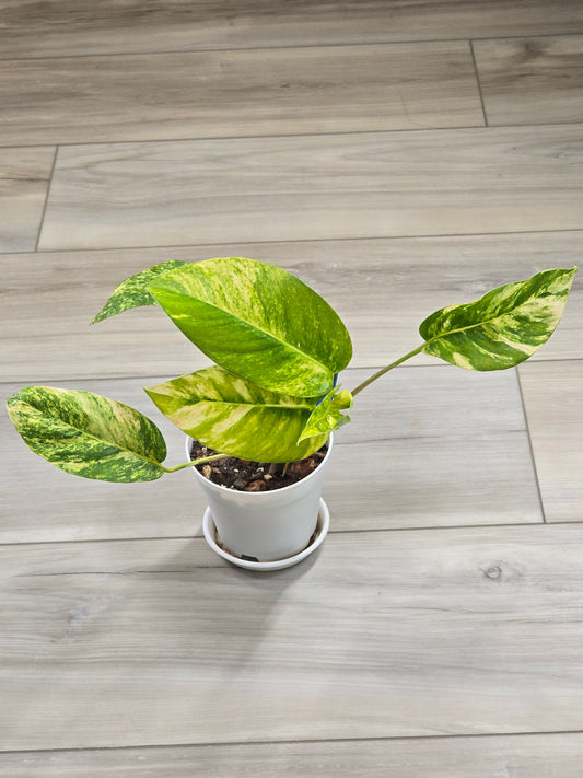 Epipremnum Pinnatum Yellow Flame #13