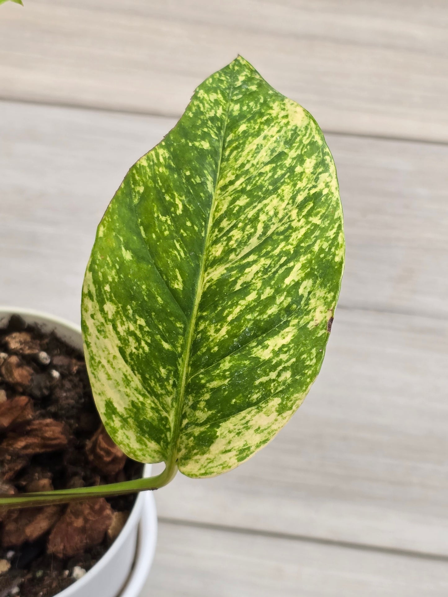 Epipremnum Pinnatum Yellow Flame #13