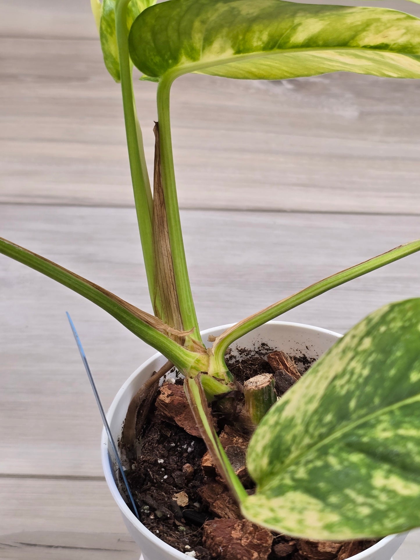Epipremnum Pinnatum Yellow Flame #13