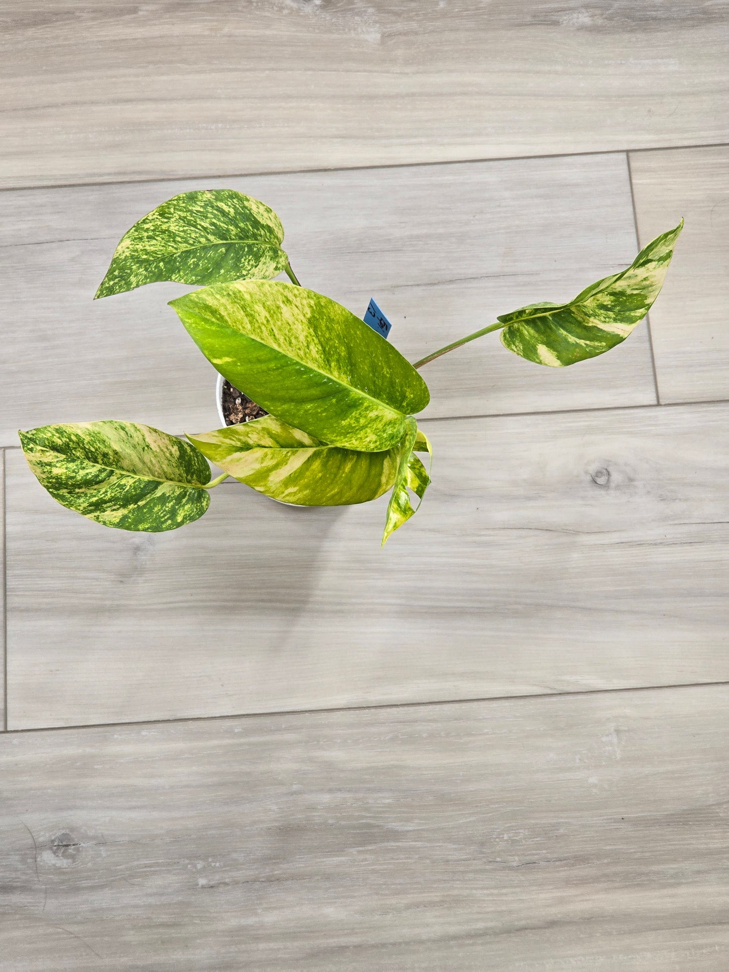 Epipremnum Pinnatum Yellow Flame #13