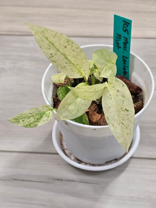 Monstera Laniata Mint #105