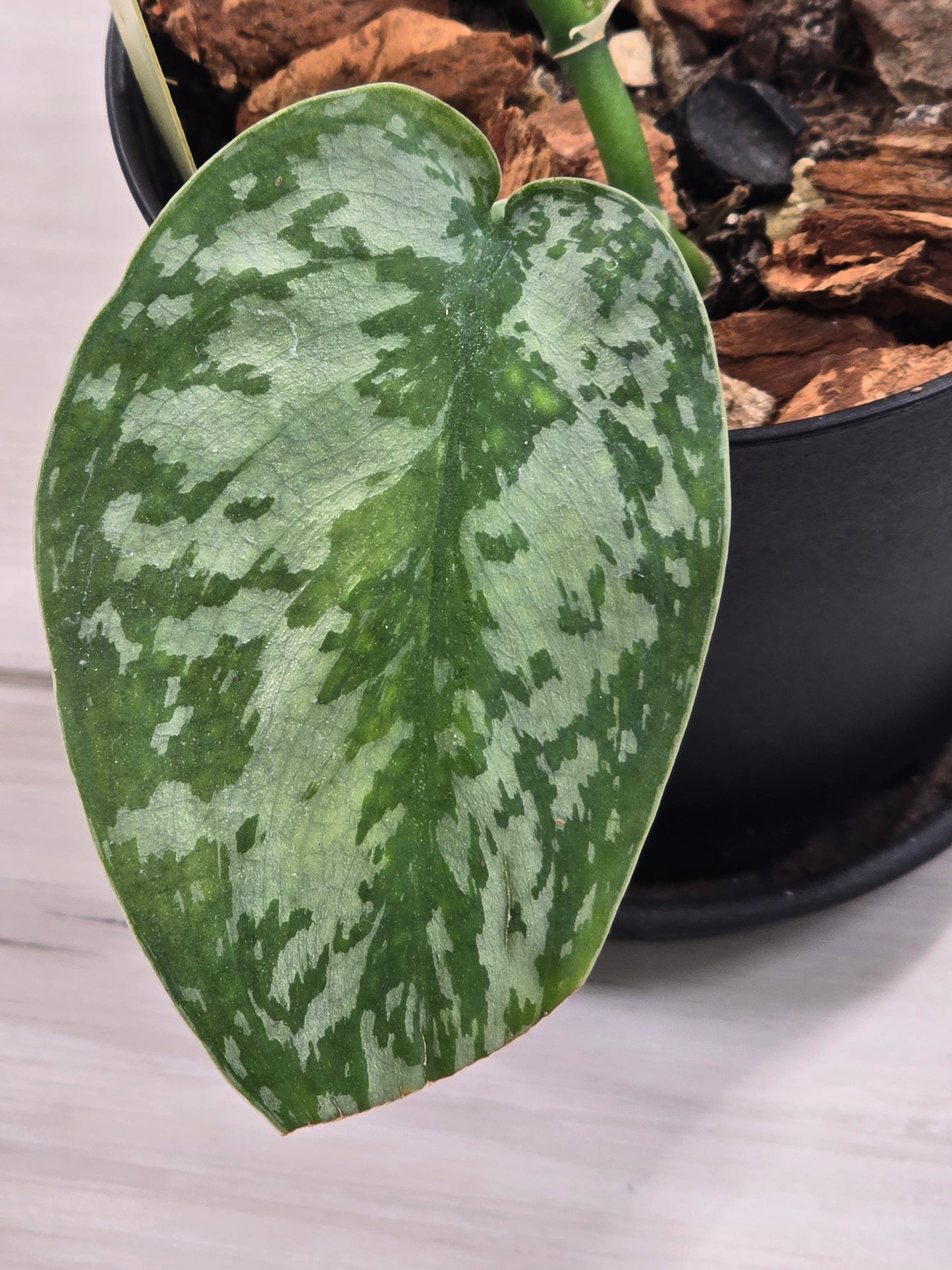 Scindapsus Lakambini #549