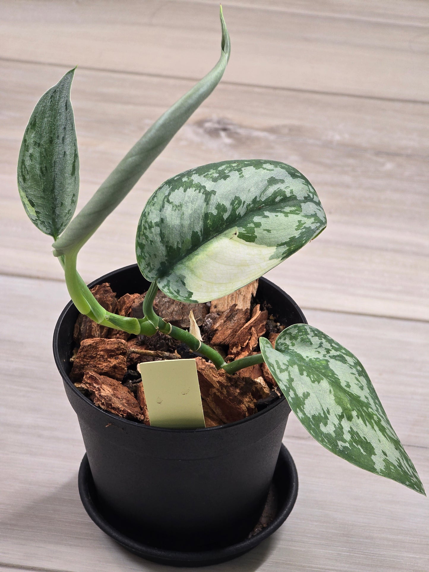 Scindapsus Lakambini #549