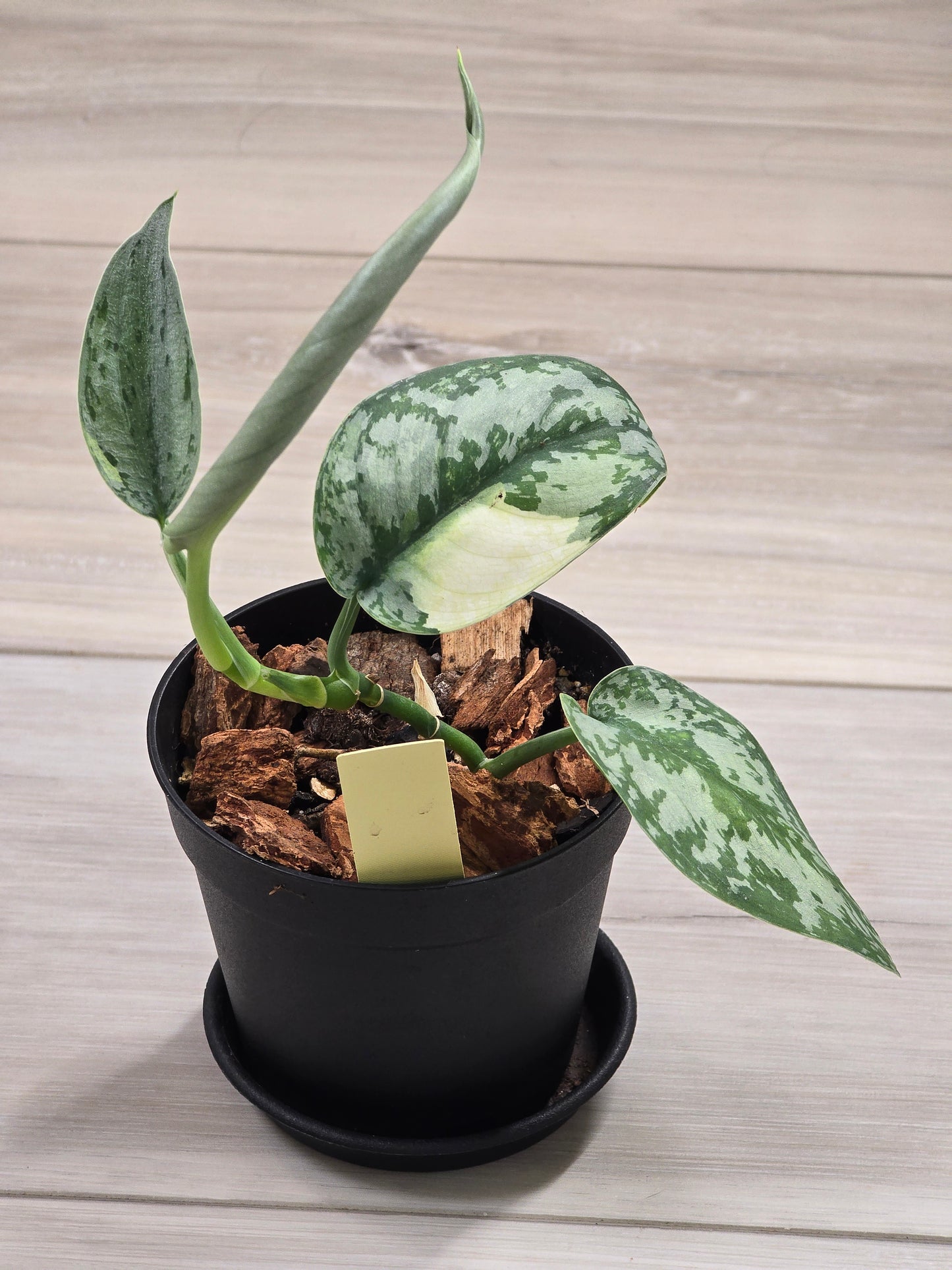 Scindapsus Lakambini #549