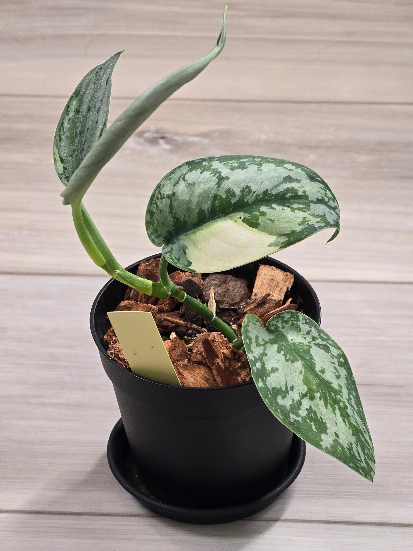 Scindapsus Lakambini #549