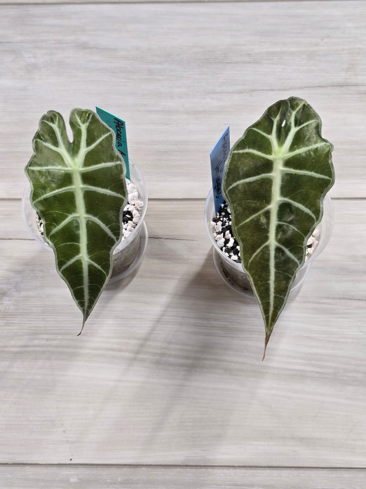 Alocasia Amazonica Variegated