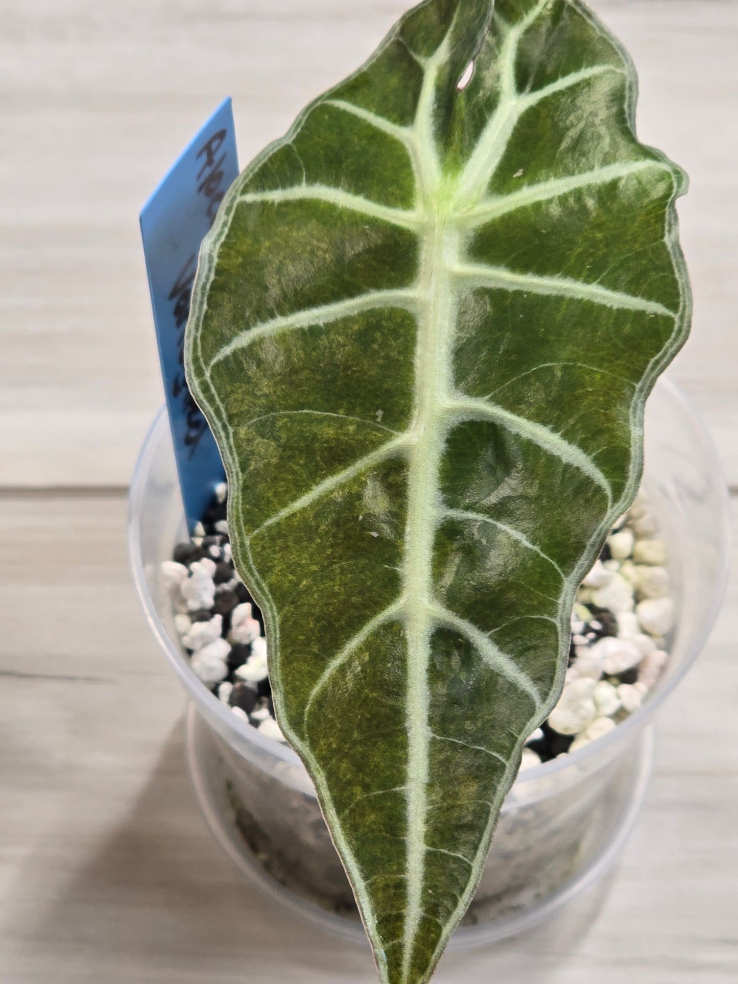 Alocasia Amazonica Variegated