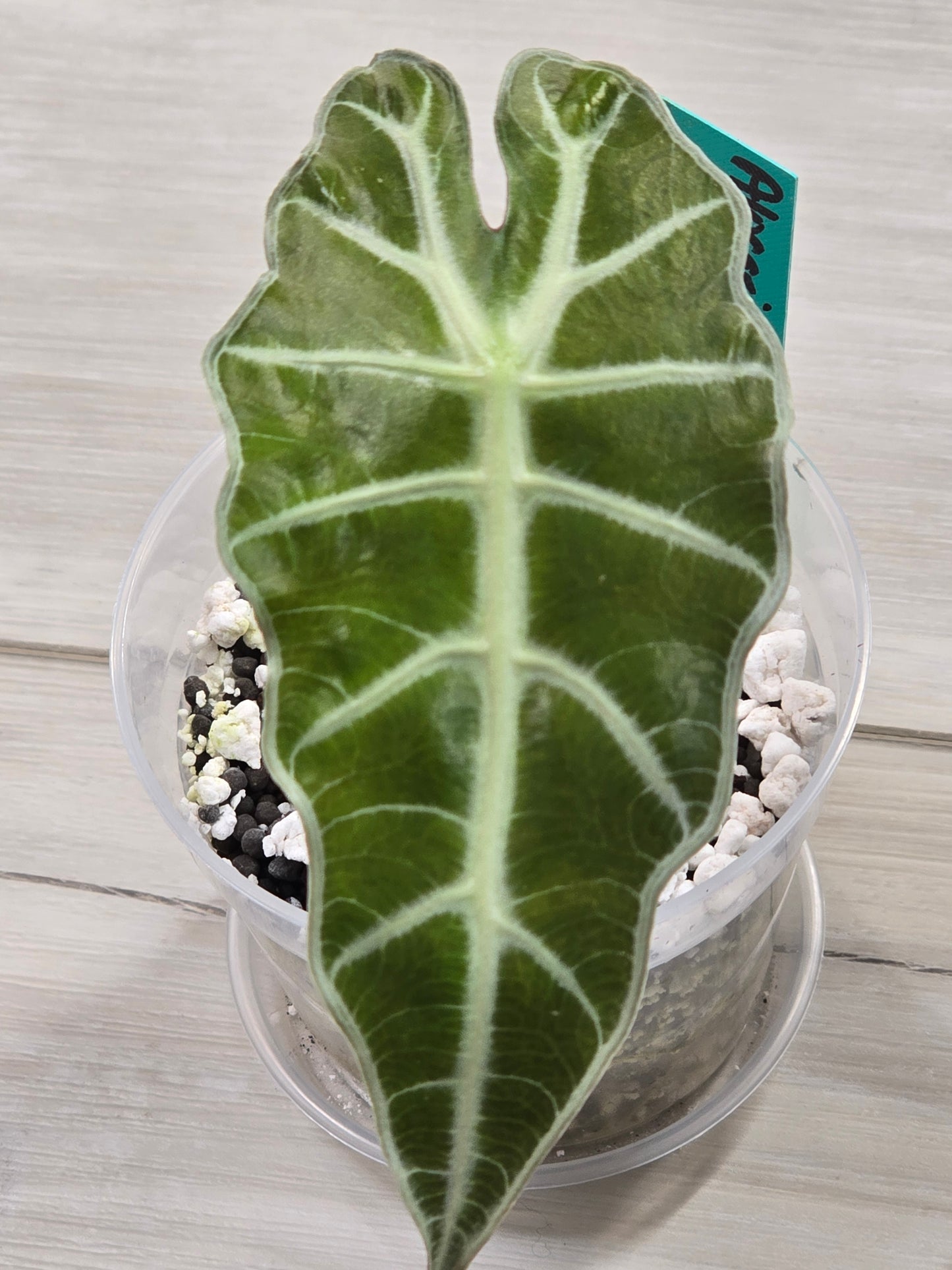 Alocasia Amazonica Variegated