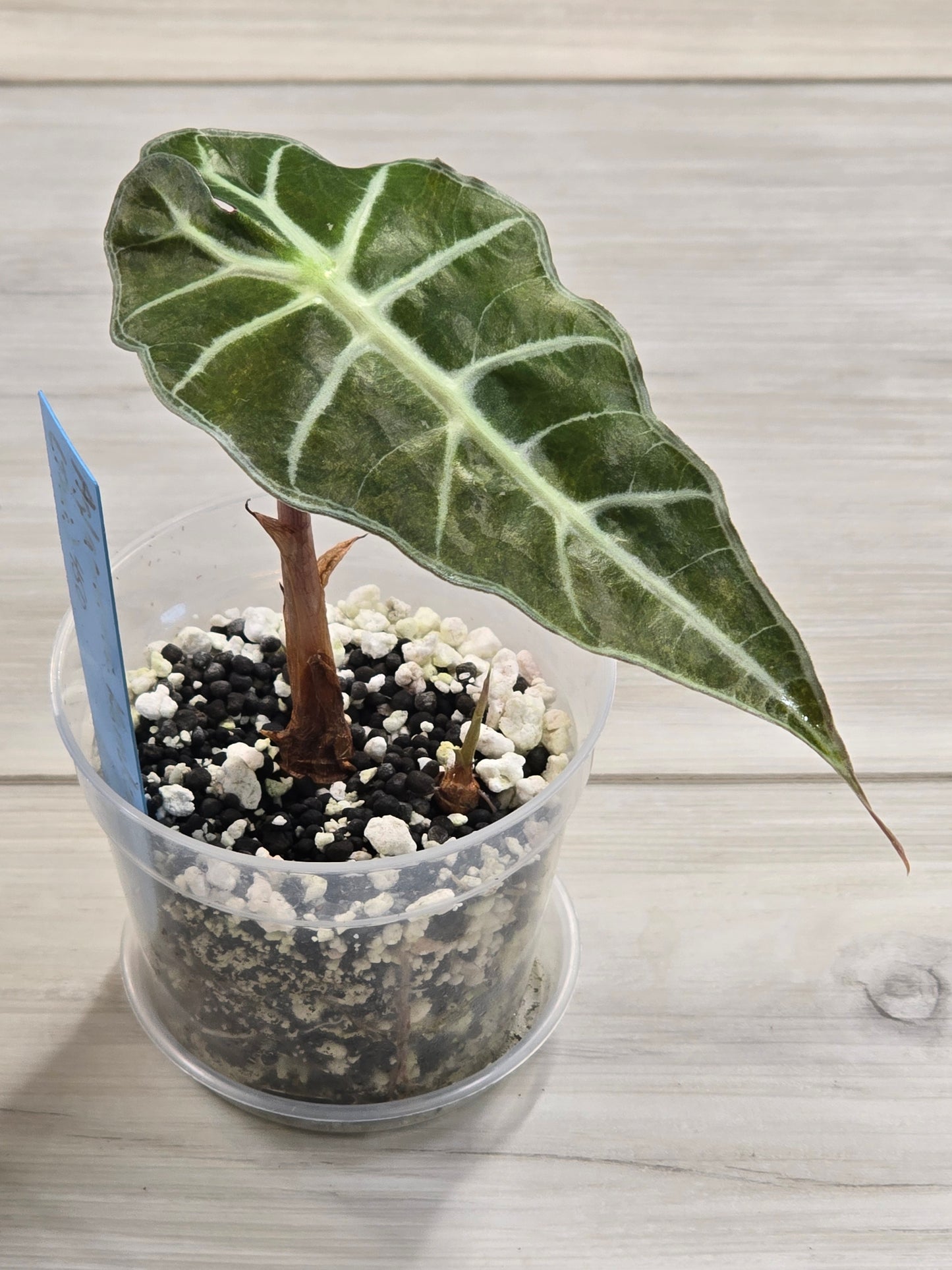 Alocasia Amazonica Variegated