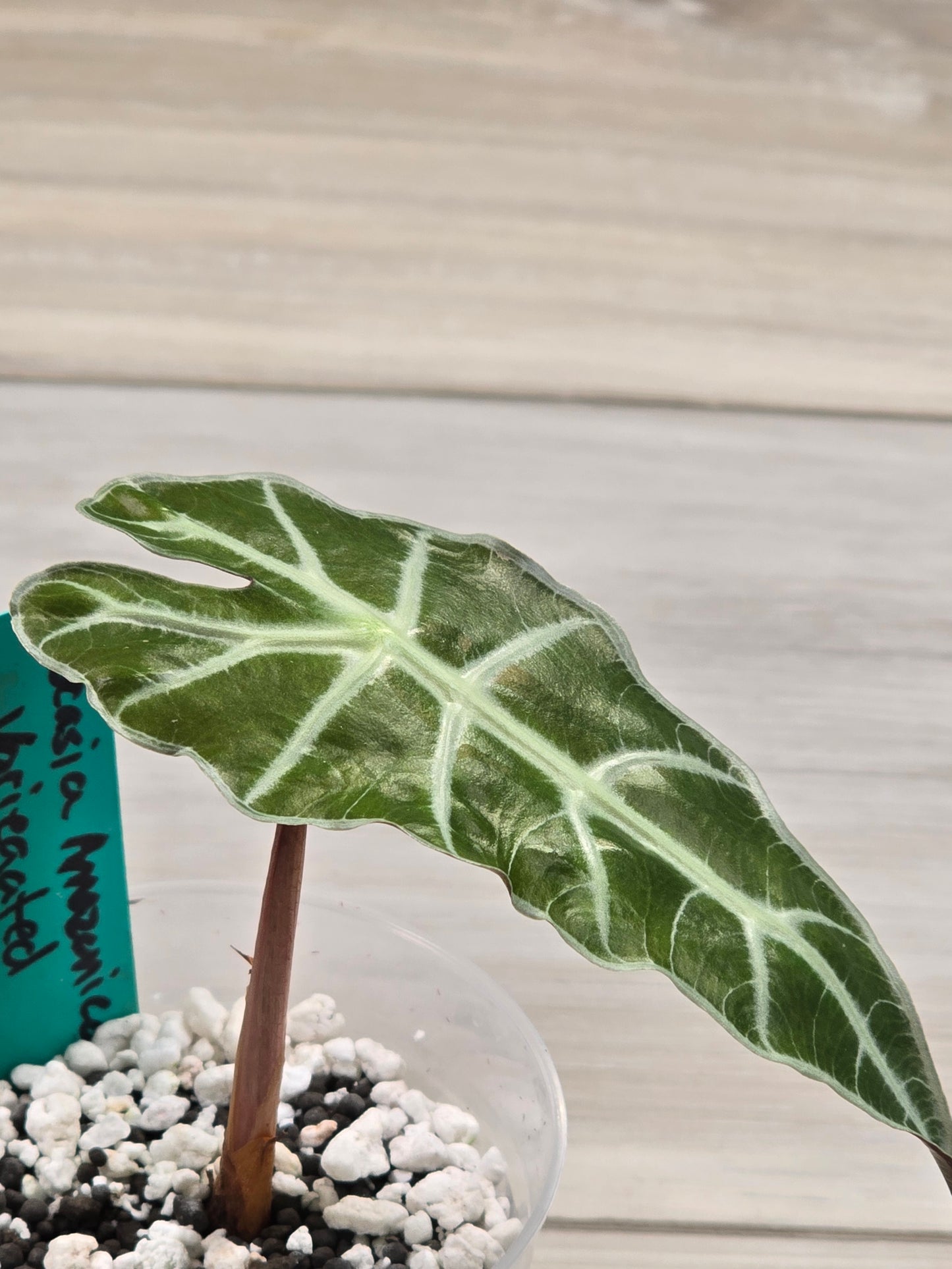 Alocasia Amazonica Variegated