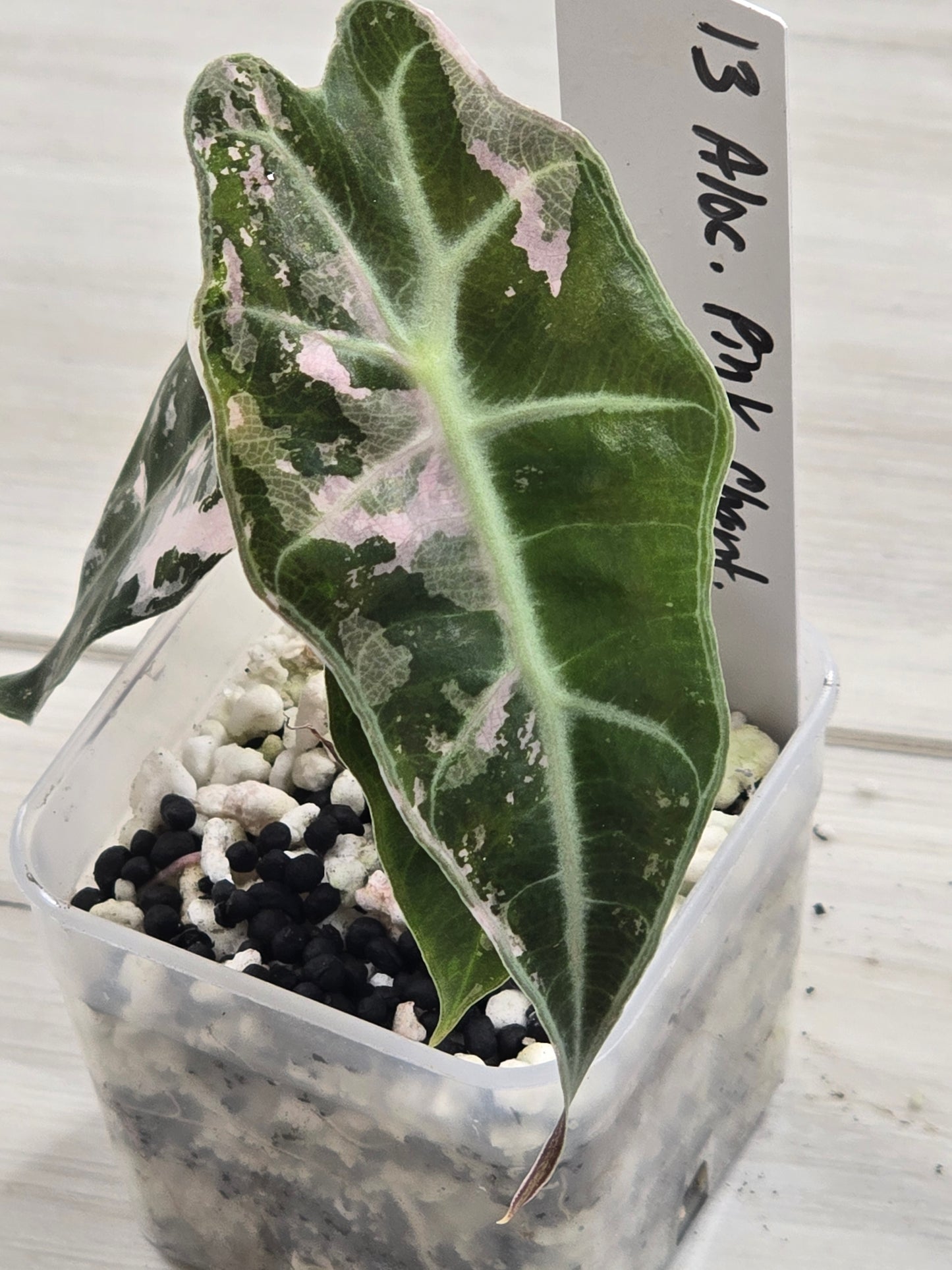 Alocasia Pink Amazonica Thai Version #13