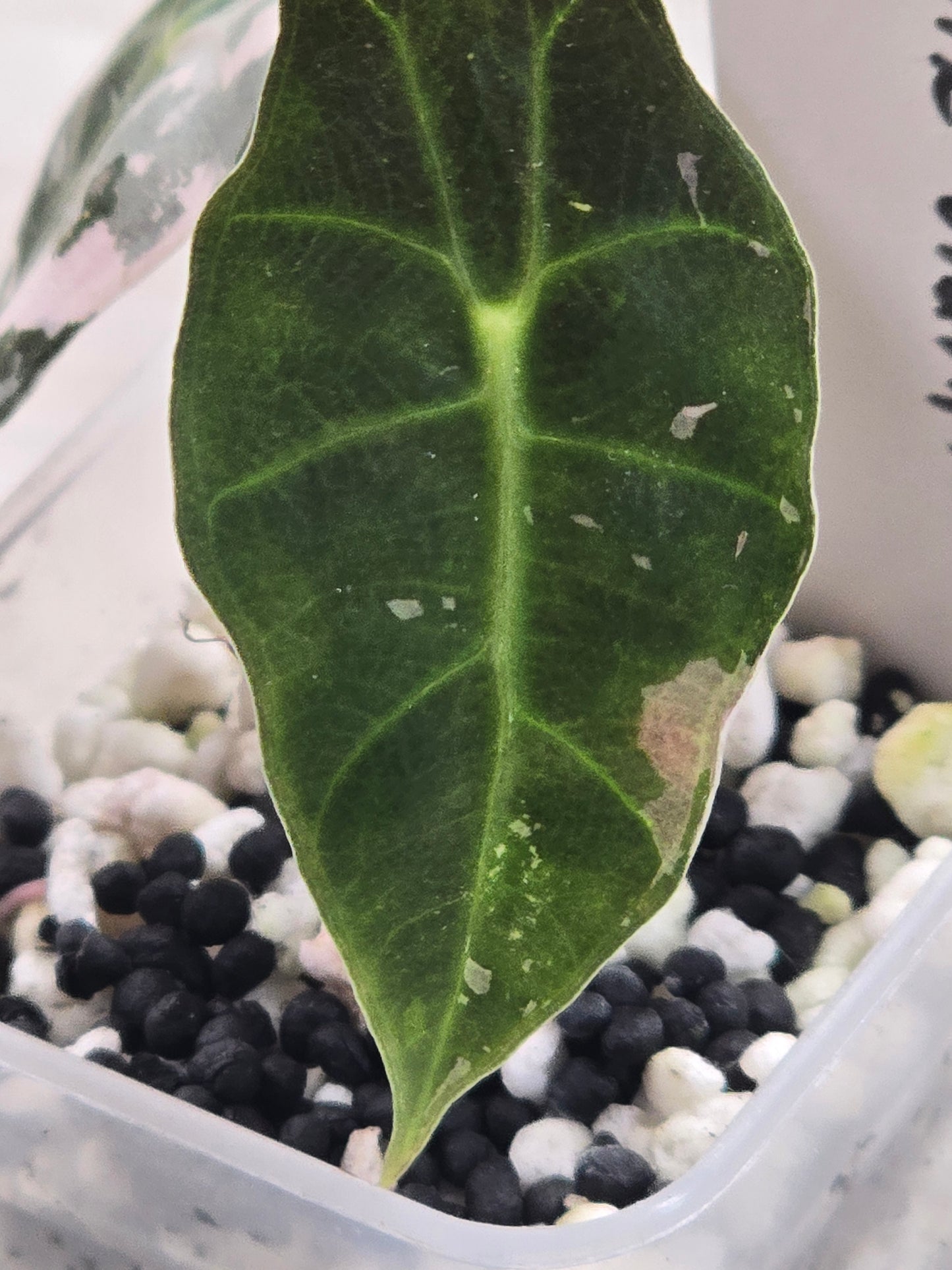 Alocasia Pink Amazonica Thai Version #13