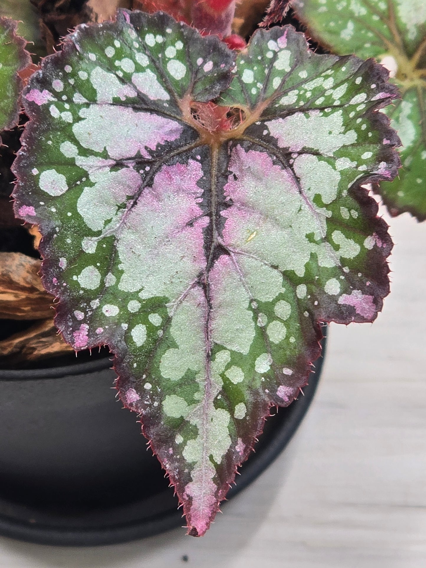 Begonia Rex Watermelon Swirl #583