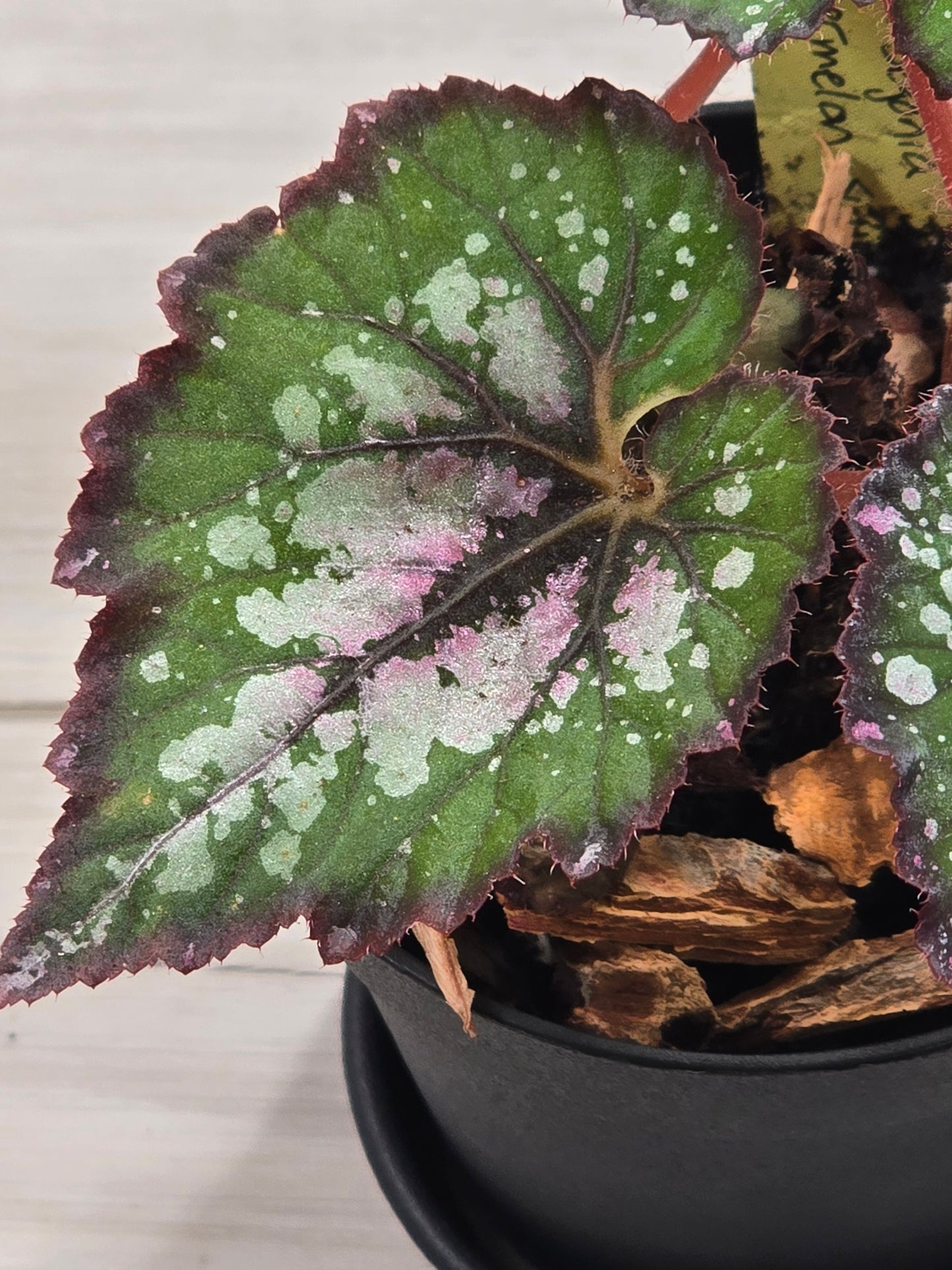 Begonia Rex Watermelon Swirl #583