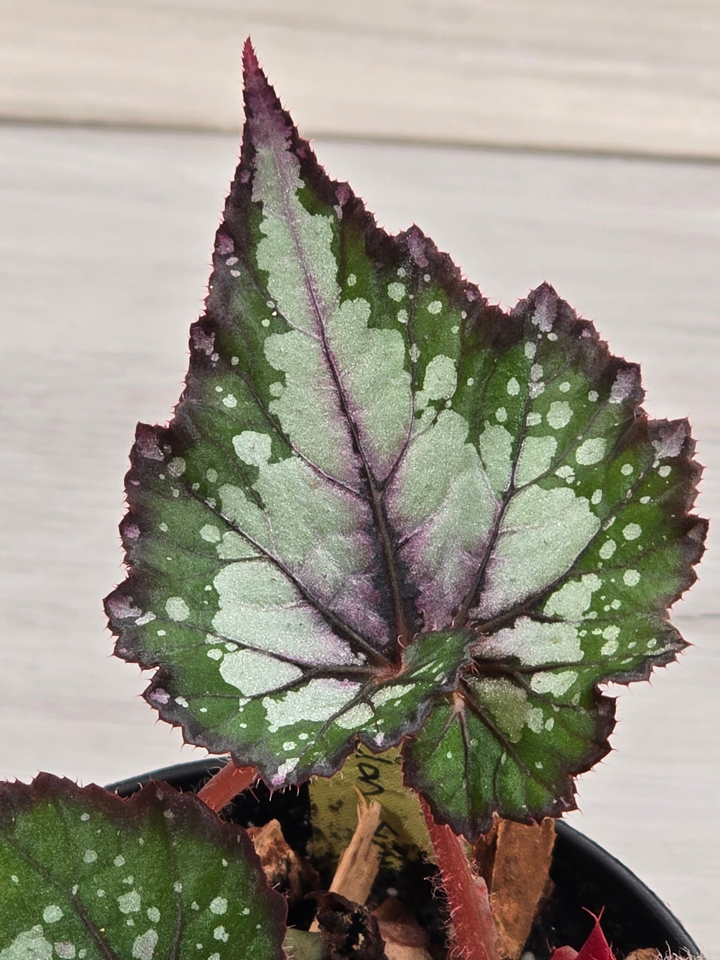 Begonia Rex Watermelon Swirl #583