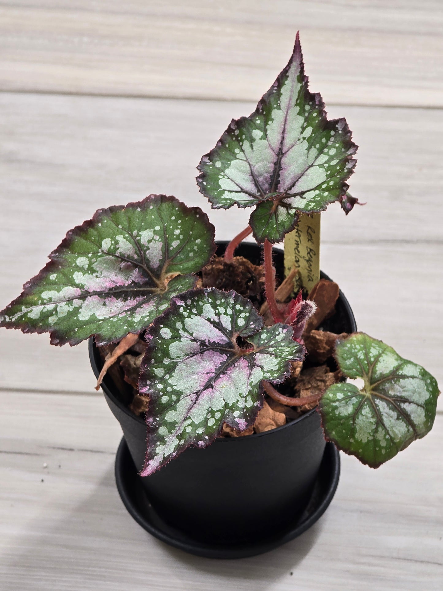 Begonia Rex Watermelon Swirl #583