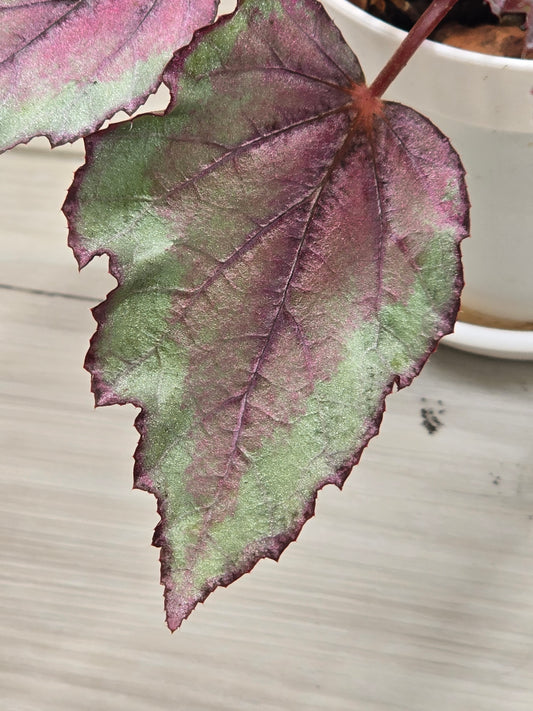 Begonia Rex Spitfire #15