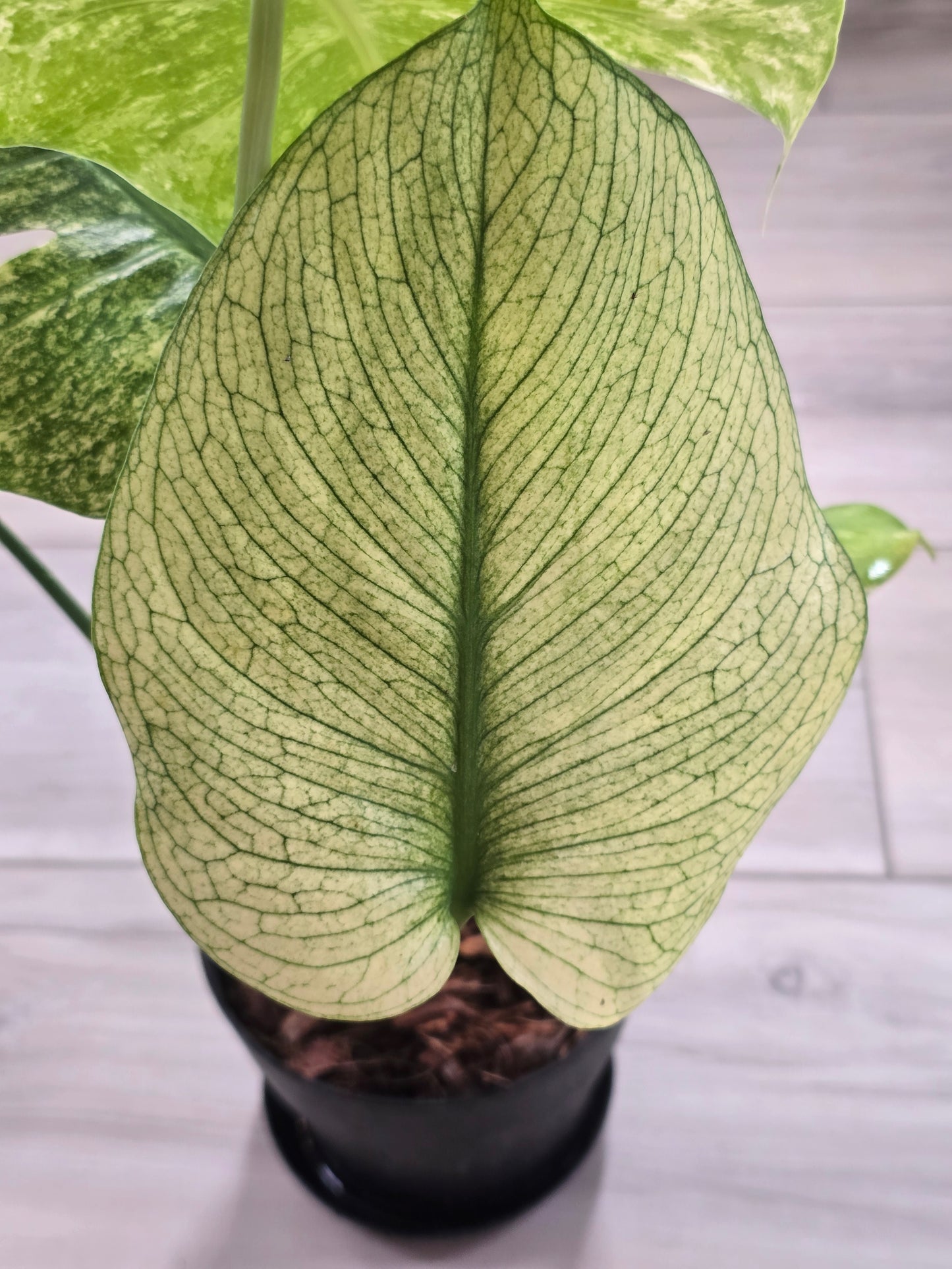 Monstera Mint Large Form #457