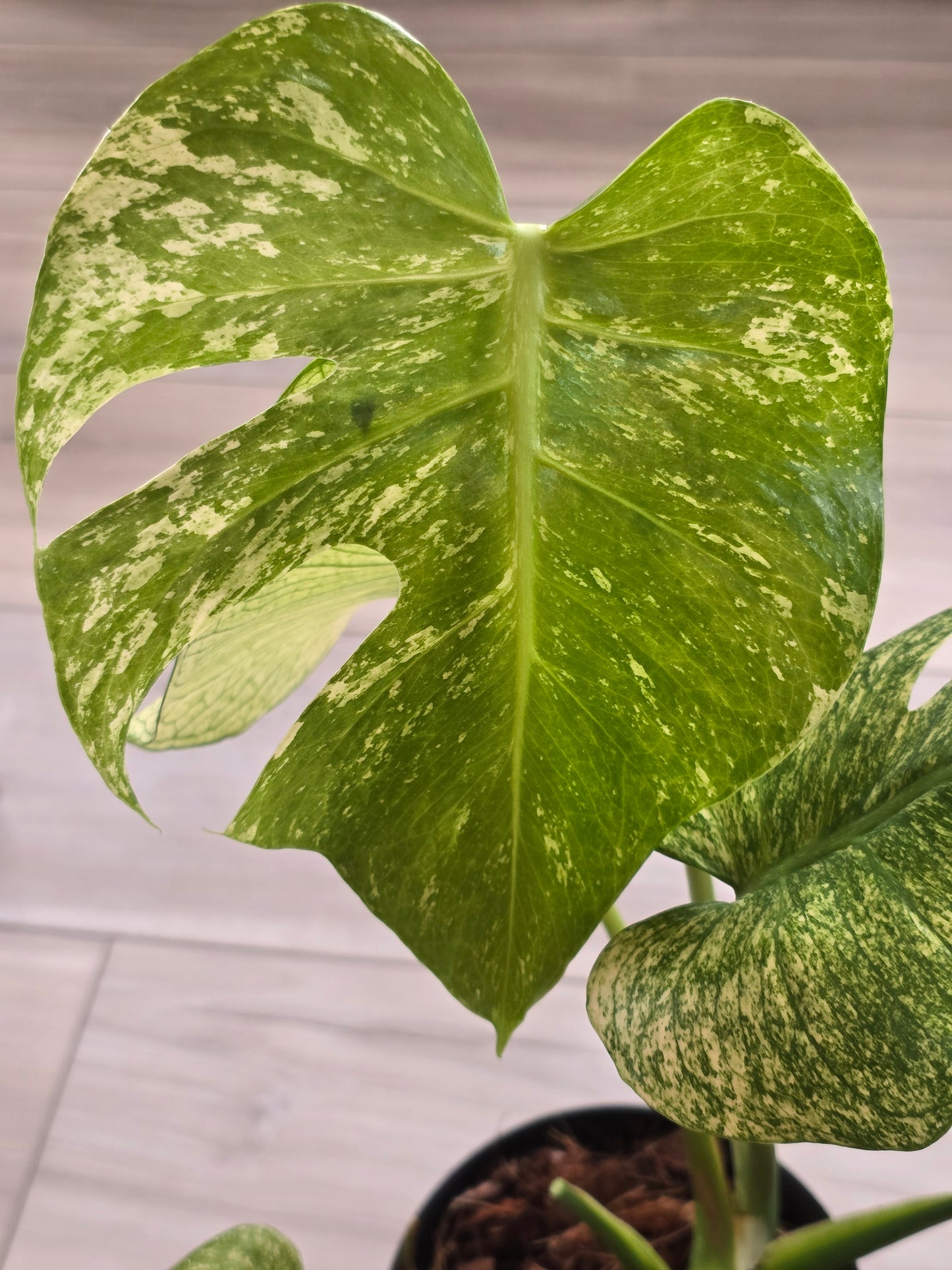 Monstera Mint Large Form #457