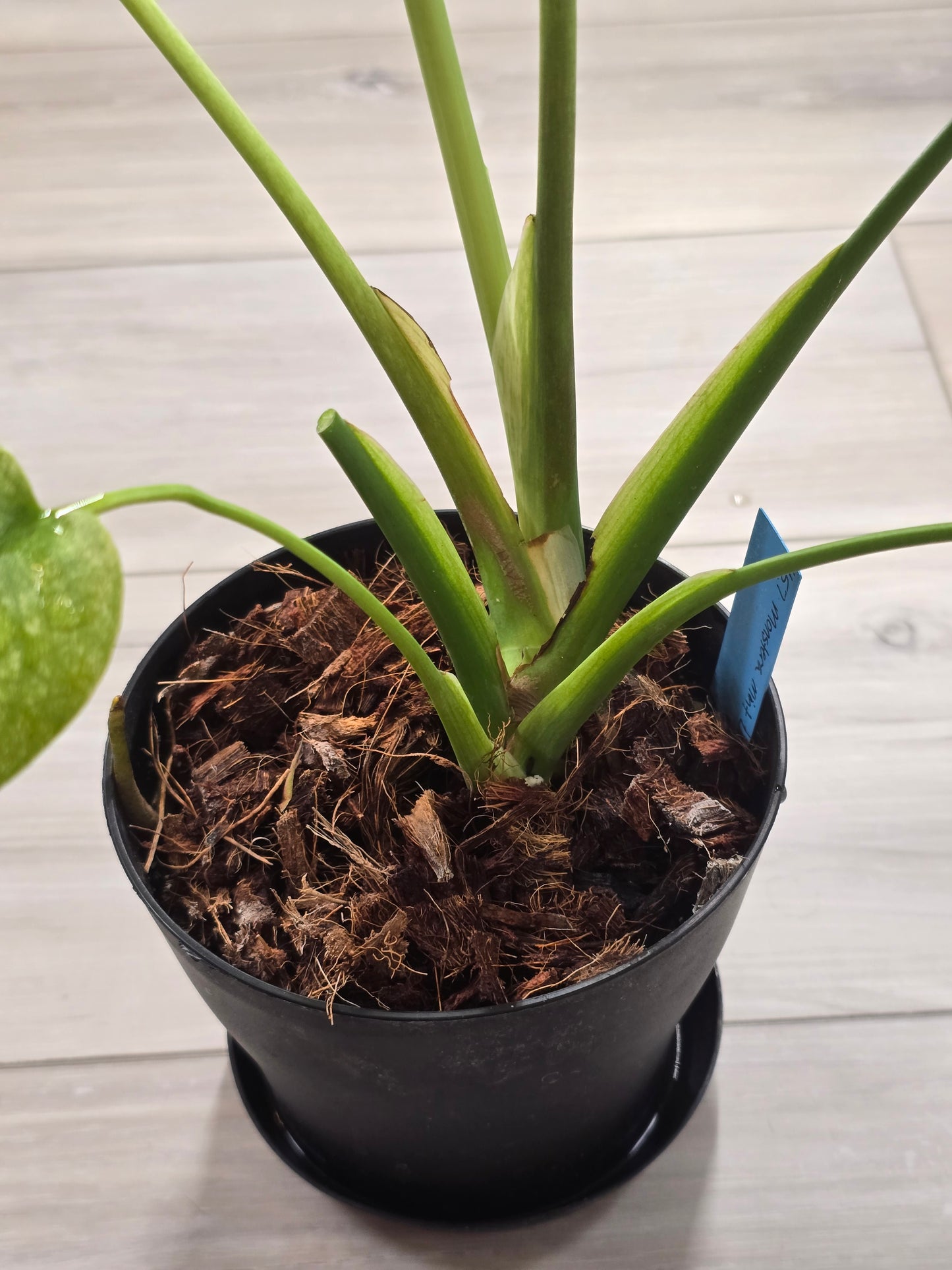 Monstera Mint Large Form #457