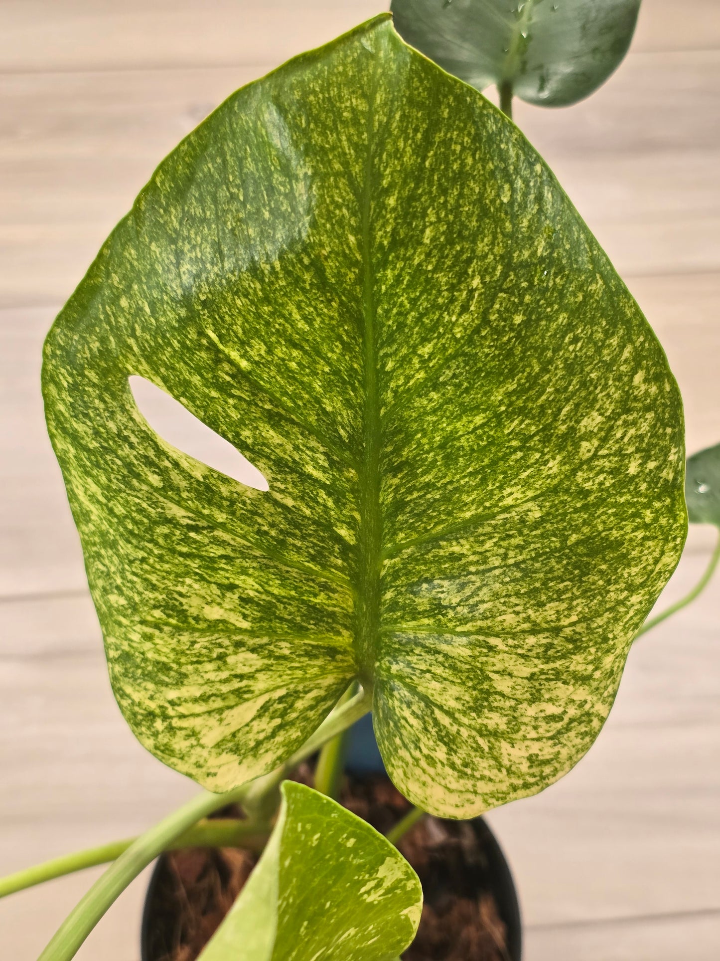 Monstera Mint Large Form #457