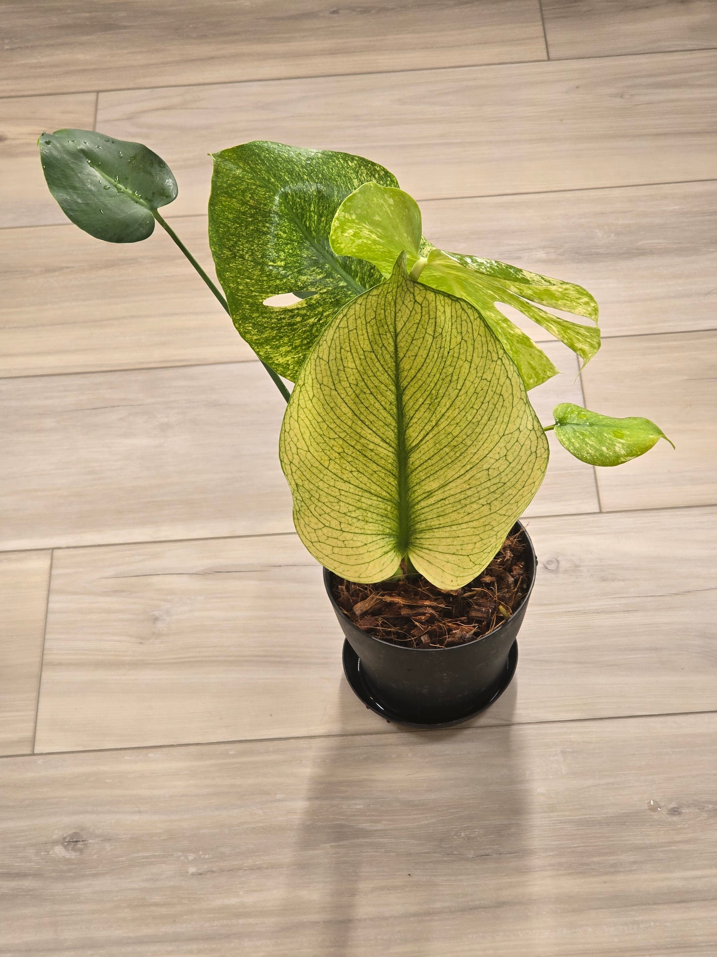 Monstera Mint Large Form #457