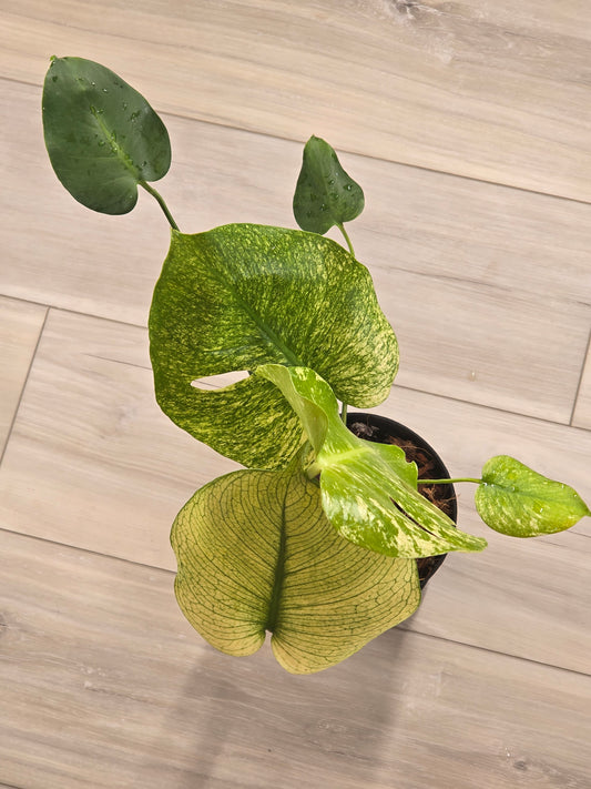 Monstera Mint Large Form #457
