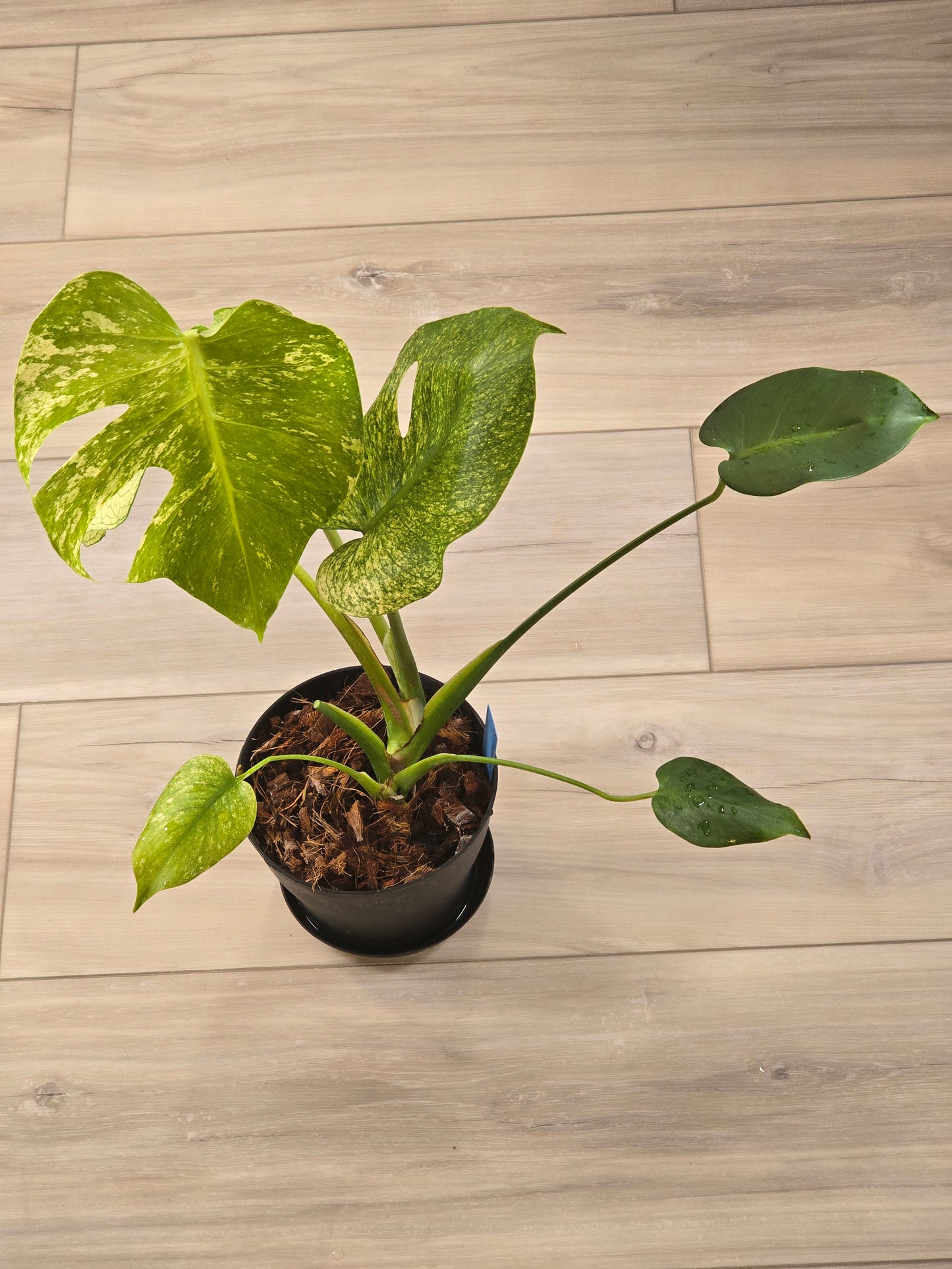 Monstera Mint Large Form #457